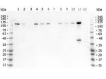 Phospho-HDAC5 (Ser661) Antibody in Western Blot (WB)