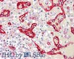 SDPR Antibody in Immunohistochemistry (Paraffin) (IHC (P))