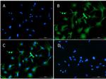 SLC40A1 Antibody in Immunocytochemistry (ICC/IF)