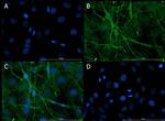 Connexin 43 Antibody in Immunocytochemistry (ICC/IF)