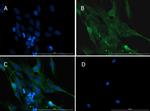 Caspase 12 Antibody in Immunocytochemistry (ICC/IF)