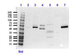 Caspase 12 Antibody in Western Blot (WB)