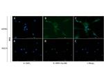 MMP2 Antibody in Immunocytochemistry (ICC/IF)