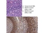 MeCP2 Antibody in Immunohistochemistry (IHC)