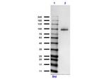 MeCP2 Antibody in Western Blot (WB)