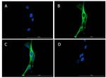 SNAI1 Antibody in Immunocytochemistry (ICC/IF)