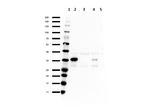 SNAI1 Antibody in Western Blot (WB)