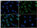 FGFR2 Antibody in Immunocytochemistry (ICC/IF)