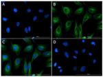 FGFR2 Antibody in Immunocytochemistry (ICC/IF)