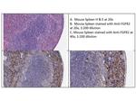 FGFR2 Antibody in Immunohistochemistry (IHC)