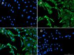 Smad1 Antibody in Immunocytochemistry (ICC/IF)