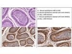 Smad1 Antibody in Immunohistochemistry (IHC)