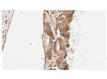 Smad1 Antibody in Immunohistochemistry (IHC)