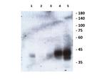 Ephrin B1, B2, B3 Antibody in Western Blot (WB)