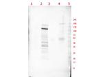 p130 Antibody in Western Blot (WB)