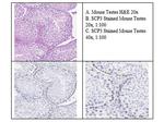 Scp3 Antibody in Immunohistochemistry (IHC)