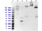 CREBBP Antibody in Western Blot (WB)