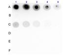 Phospho-Insulin Receptor (Tyr1361) Antibody in Dot Blot (DB)