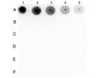 Phospho-SMAD2 (Ser467) Antibody in Dot Blot (DB)