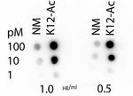 H4K12ac Antibody in Dot Blot (DB)