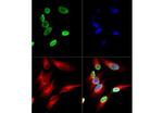 H4K12ac Antibody in Immunocytochemistry (ICC/IF)