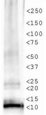 H4K12ac Antibody in Western Blot (WB)