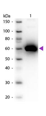 Human Serum Albumin Antibody in Western Blot (WB)