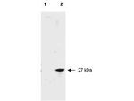 RFP Antibody in Western Blot (WB)