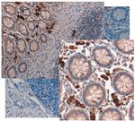 NAG-1 Antibody in Immunohistochemistry (IHC)