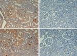 Fibronectin Antibody in Immunohistochemistry (Paraffin) (IHC (P))