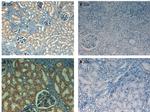 Fibronectin Antibody in Immunohistochemistry (Paraffin) (IHC (P))