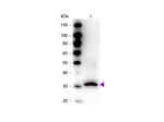 RFP Pre-adsorbed Antibody in Western Blot (WB)