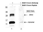 NAG-1 Antibody in Western Blot (WB)