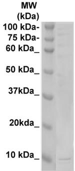 TAFA2 Antibody in Western Blot (WB)