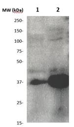 ARG1 Antibody in Western Blot (WB)