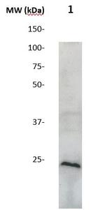 SOCS1 Antibody in Western Blot (WB)