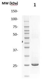 TSH Antibody in Western Blot (WB)