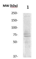 15-Lox-2 Antibody in Western Blot (WB)