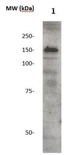 Phospho-IRS2 (Ser1001) Antibody in Western Blot (WB)