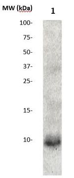 Amyloid-beta Antibody in Western Blot (WB)