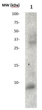 Amyloid beta 40 Antibody in Western Blot (WB)