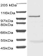 CD156b Antibody in Western Blot (WB)