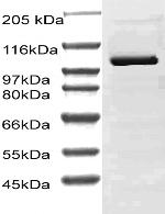 CD156b Antibody in Western Blot (WB)