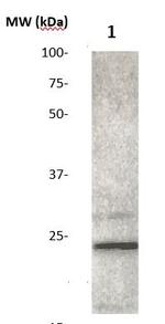 FGF 4 Antibody in Western Blot (WB)