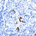 FGF4 Antibody in Immunohistochemistry (Paraffin) (IHC (P))