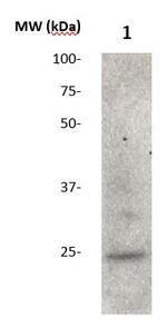 FGF4 Antibody in Western Blot (WB)