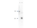 RFP Antibody in Western Blot (WB)