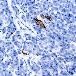 FGF4 Antibody in Immunohistochemistry (Paraffin) (IHC (P))