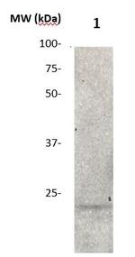 FGF4 Antibody in Western Blot (WB)