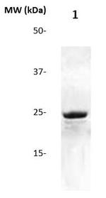 CRP Antibody in Western Blot (WB)